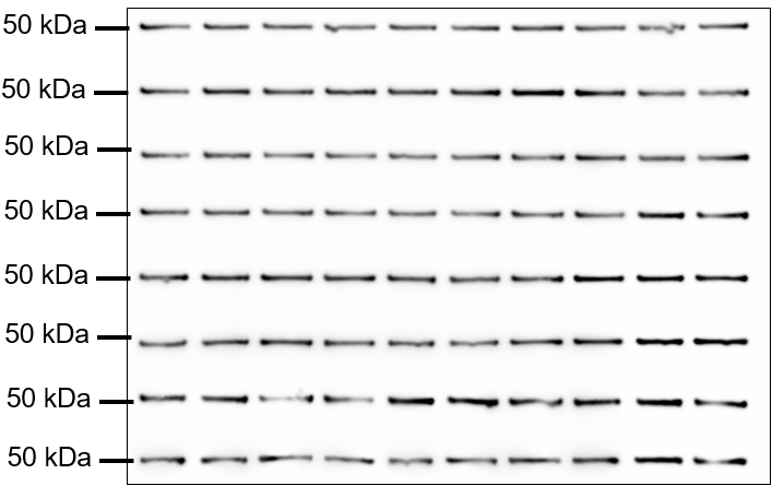 Blotting Innovations - G96 Western Blot Result